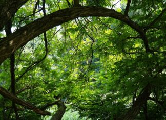 Jakie nakrętki do felg aluminiowych ford s max?