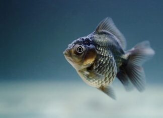 Od czego zdychają rybki w akwarium?