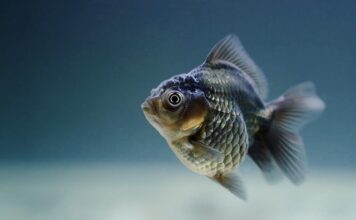 Od czego zdychają rybki w akwarium?