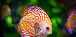 W jakim miejscu najlepiej postawić akwarium? W jakim miejscu najlepiej postawić akwarium?