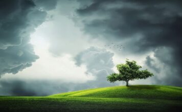 Czy zielony groszek z puszki jest zdrowy?