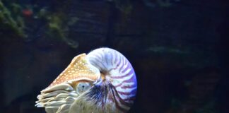 Co zabija rafy koralowe? Co zabija rafy koralowe?